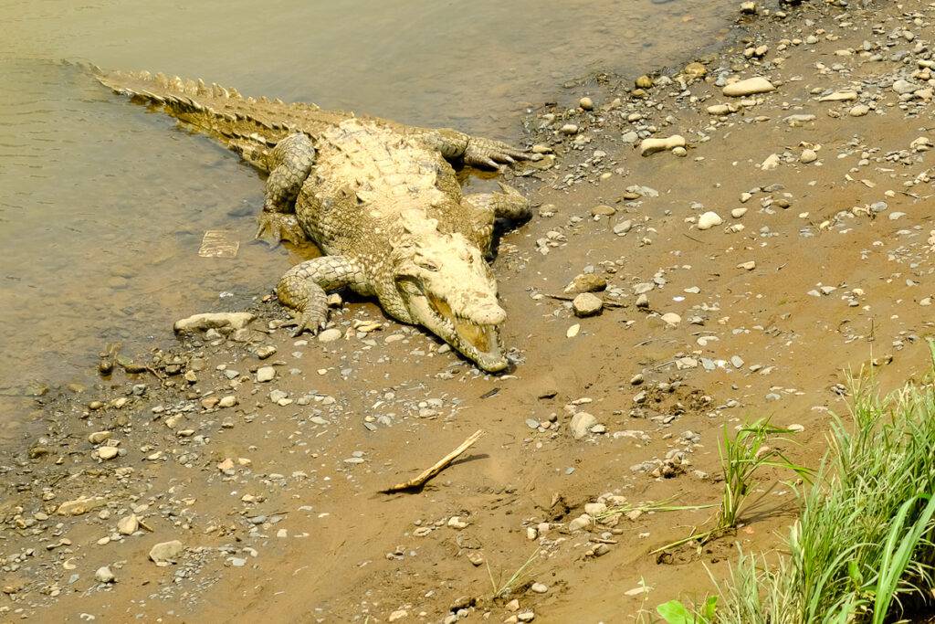 En krokodil vid Río Tárcoles.