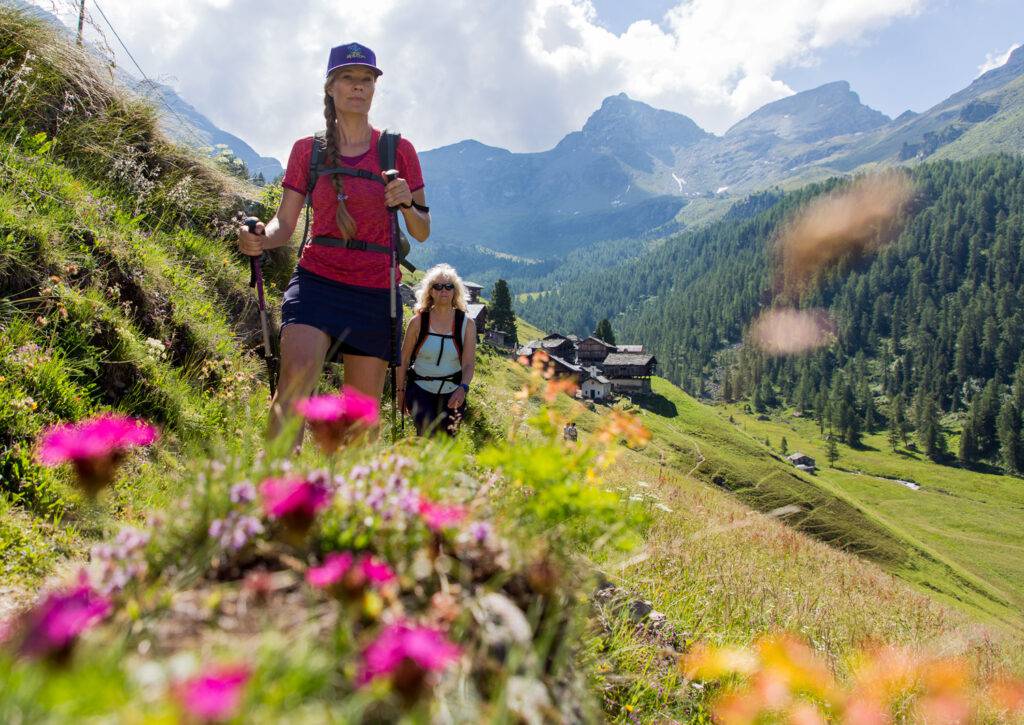 Rosa blommor framför vackert bergslandskap
