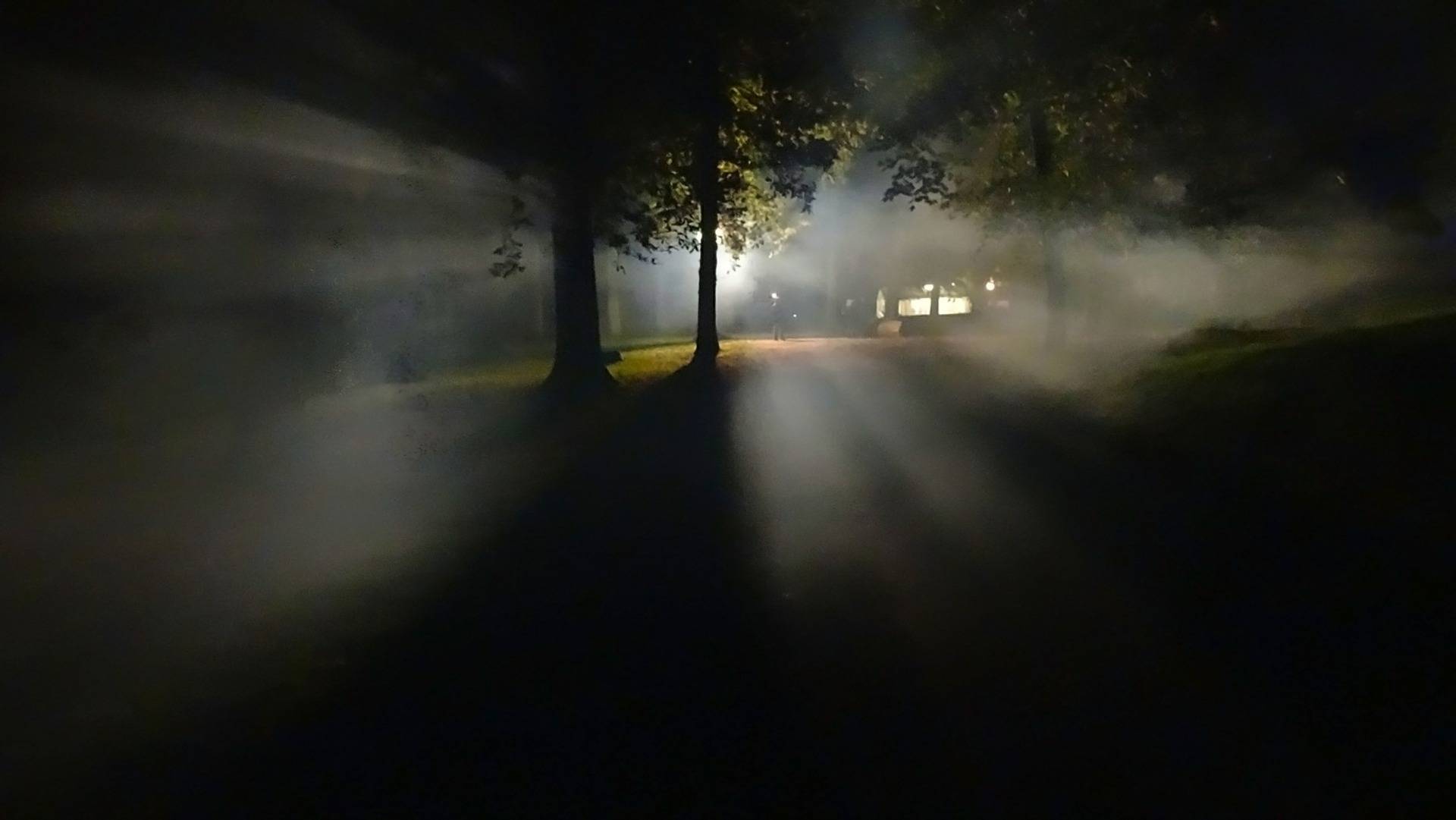 Ljusglänta i skogen