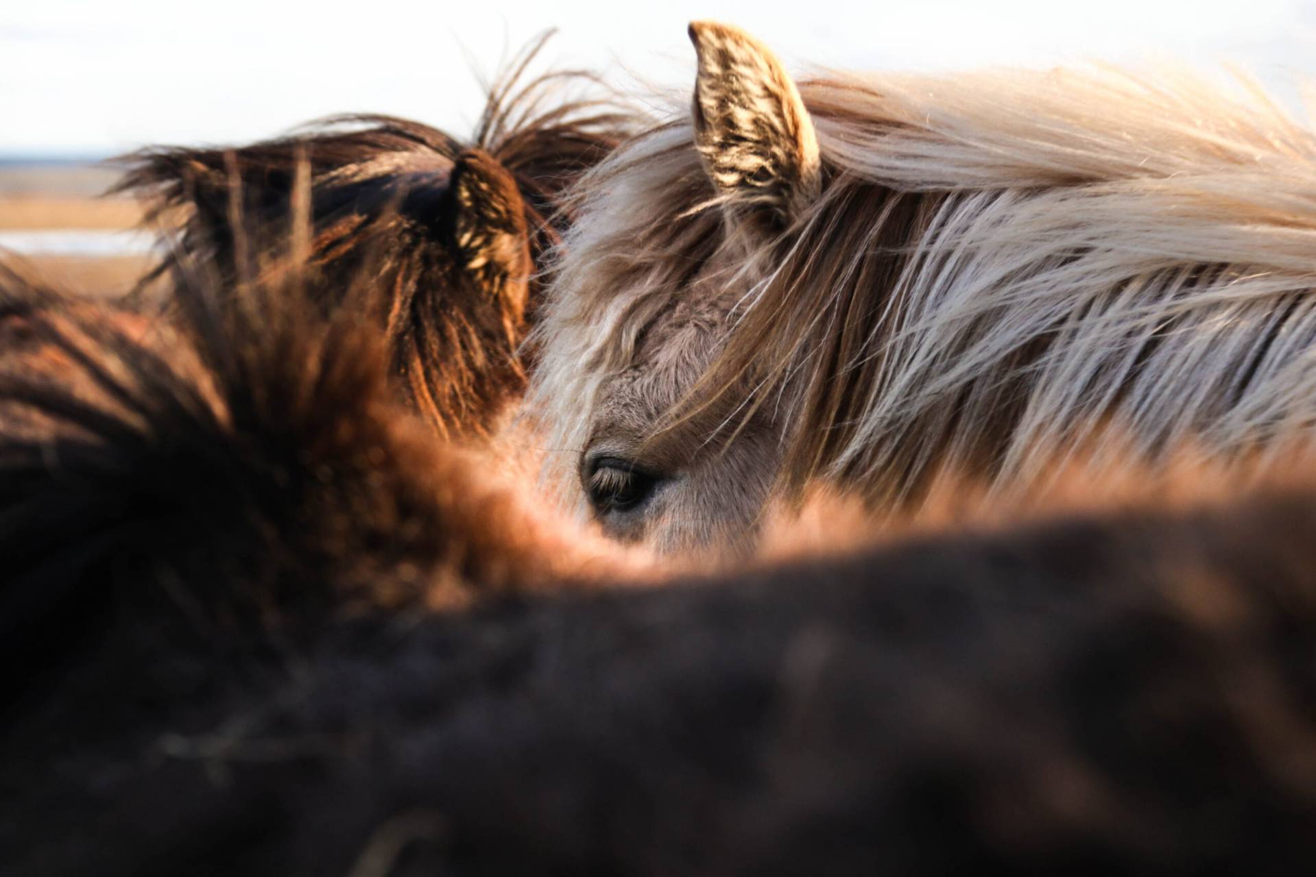 Vad var det som gjorde att hästarna i stallet bytte plats med varandra varje natt? Foto: Unsplash