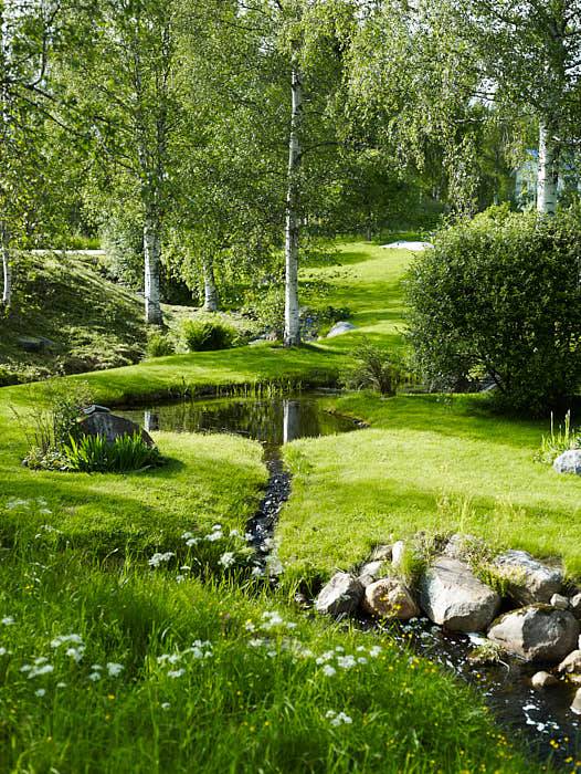 Öppen mark, björkar med höga kronor och vita stammar, en naturlig bäck som genar över tomten. Grönska och fräscht vatten.