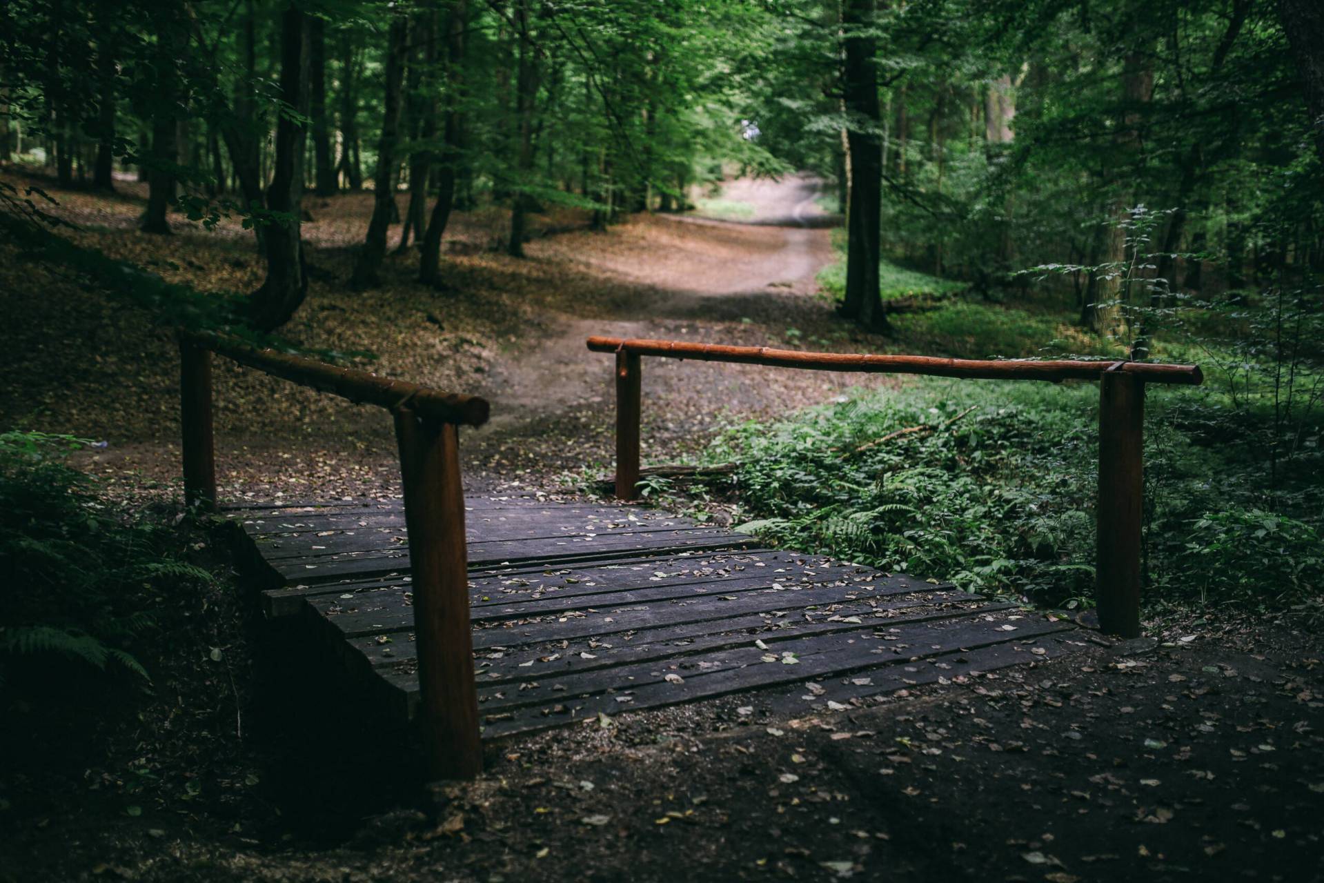 träbro över en å i skogen