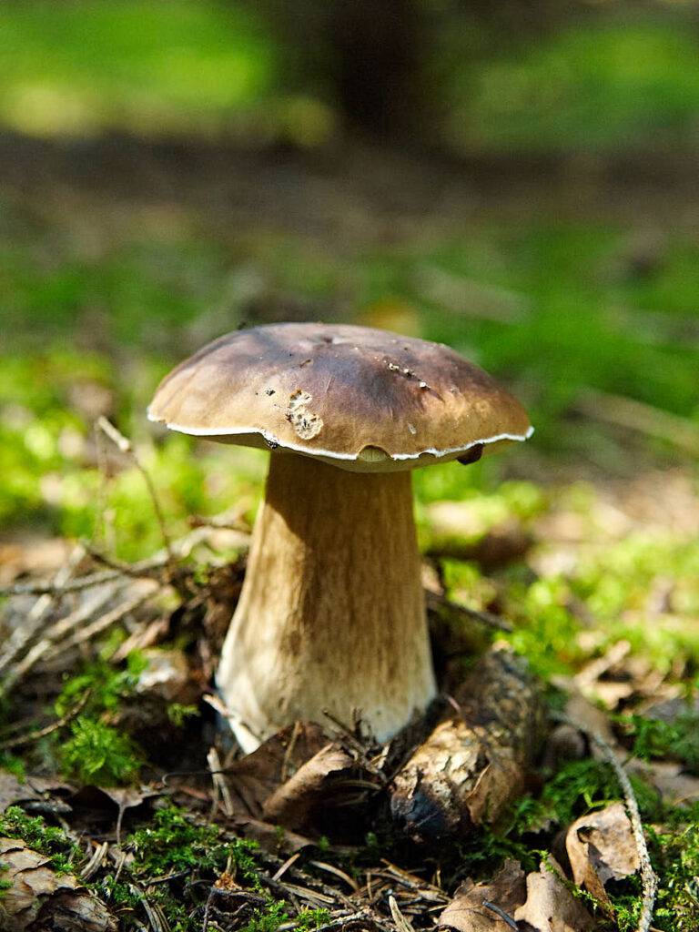 Karljohan, Boletus edulis, har många släktingar som är lika goda.