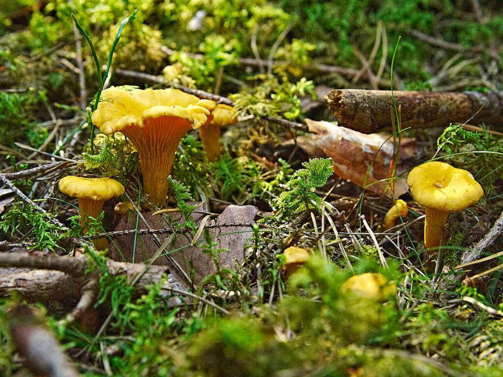 Kantarell, Cantharellus cibarius, är lika ursvensk som röda stugor med vita knutar.