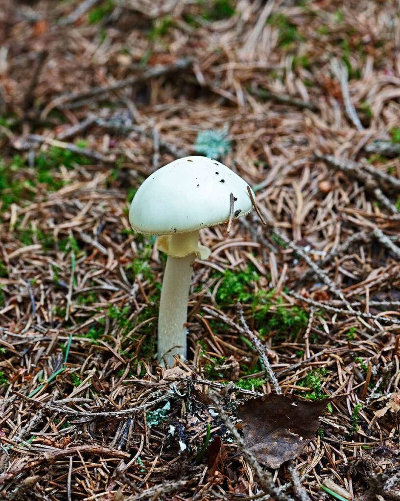 Vit flugsvamp, Amanita virosa, innehåller amotoxin som förstör celler och angriper lever och njurar!