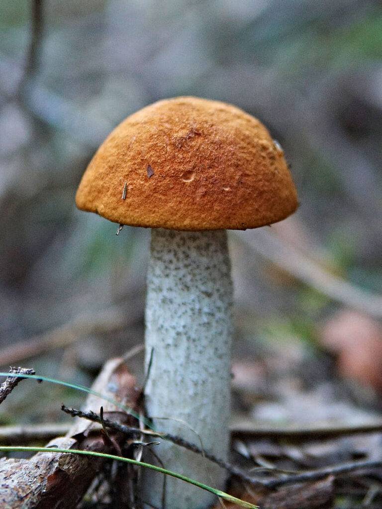 Tegelsopp, Leccinum versipelle, är en av de bästa representanterna för strävsopparna.