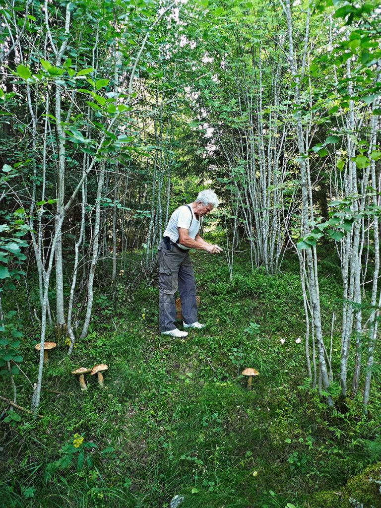 Noga är det när Kurt Rosenholm plockar svamp i Medelpads marker.