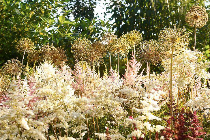 På kirgislök, Allium aflatunense, blir bladen småfula innan de ens blommat ut. Anna-Lisa har planterat dem tillsammans med perenner som kommer igång något senare. Simsalabim, det osköna döljs medan kirgislökens runda fröställningarna framhävs.