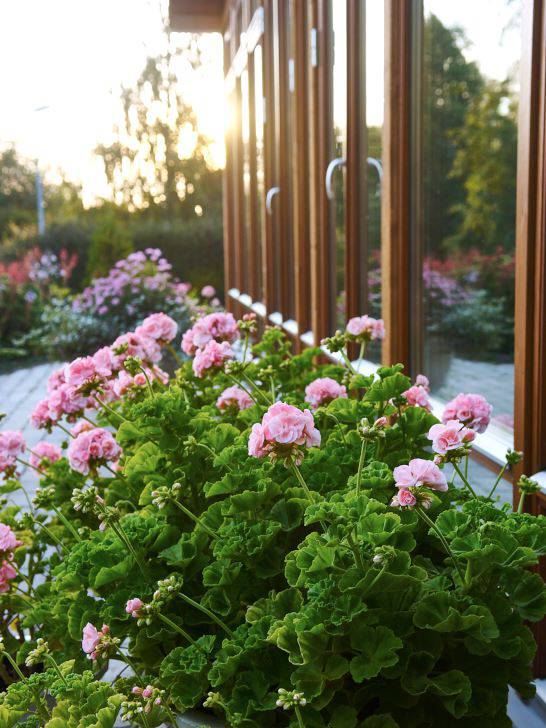 Stora, frodiga, rosa pelargoner i krukor, placerade på uteplatsen framför vinterträdgården, fungerar både som avgränsare och blickfång.
