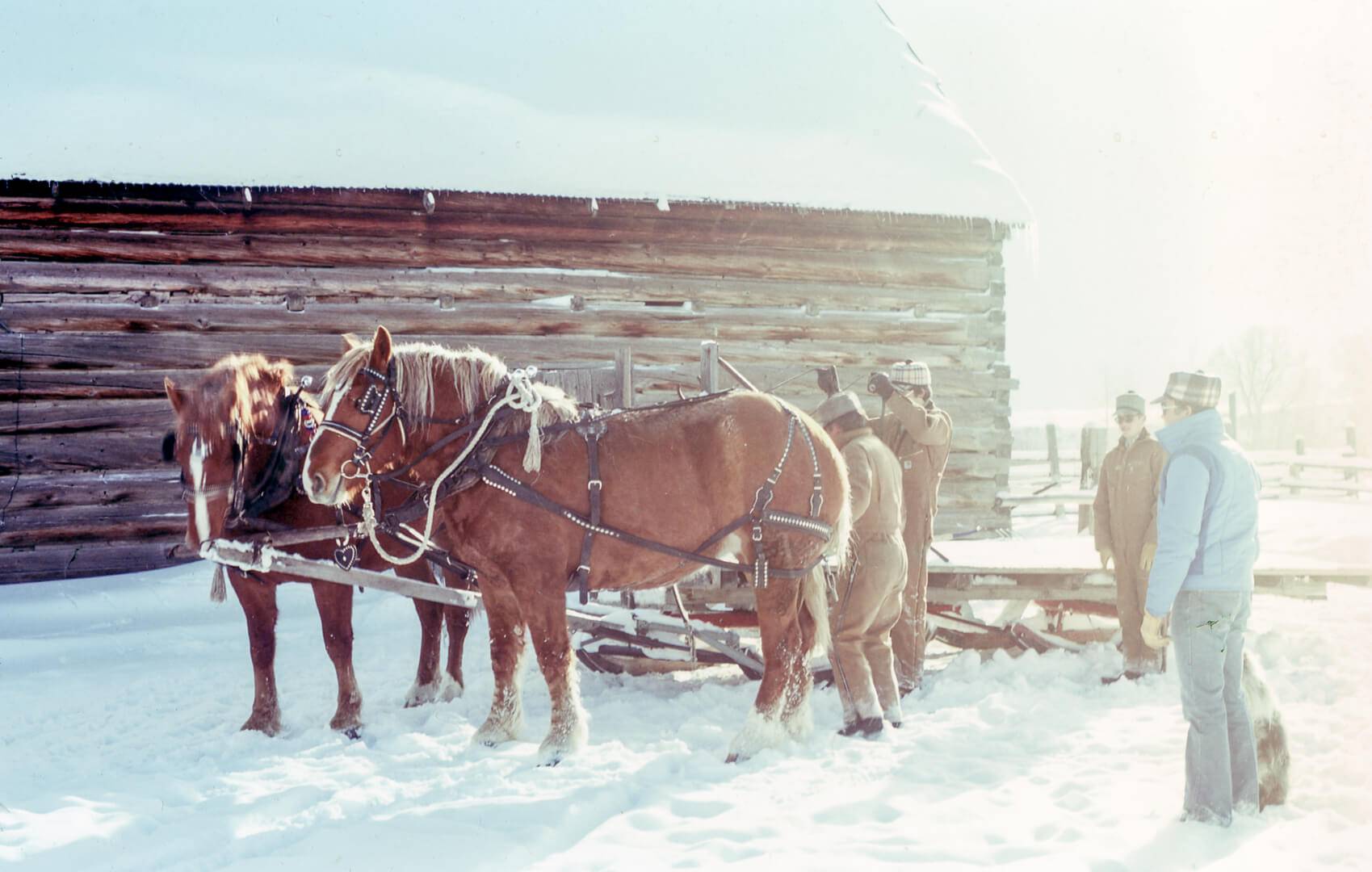 Vinter, arbetshästar