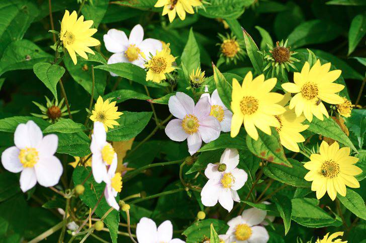 Två storvuxna och höstblommande solar i ljuvlig kombination, septembersolros ‘Lemon Queen’, och höstanemon ‘September Charm’