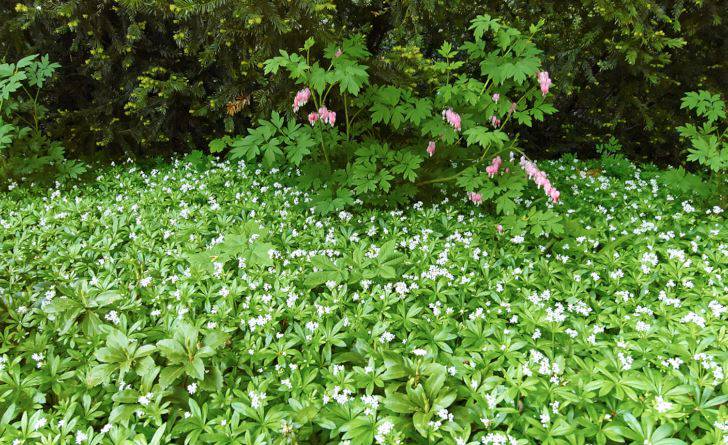 Här dominerar myskmadra, Galium odoratum. Så söt den än må vara håller den undan de flesta ogräs.