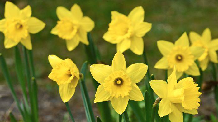 Påsklilja, Narcissus pseudonarcissus ‘Dutch Master’