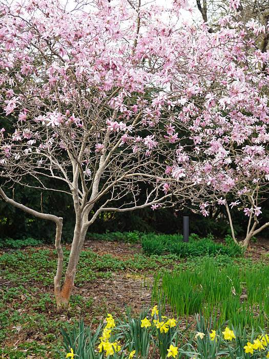 Den mest lättodlade av magnoliorna, ‘Leonard Messel’ blir en utbredd buske. Om den stammas upp bildas ett litet kronträd med förföriskt krokiga stammar.
