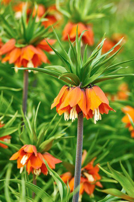 Kejsarkrona, Fritillaria imperialis