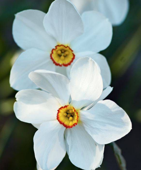 Pingstlilja, Narcissus poeticus, ‘Actaea’