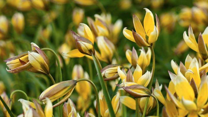 Flocktulpan, Tulipa tarda