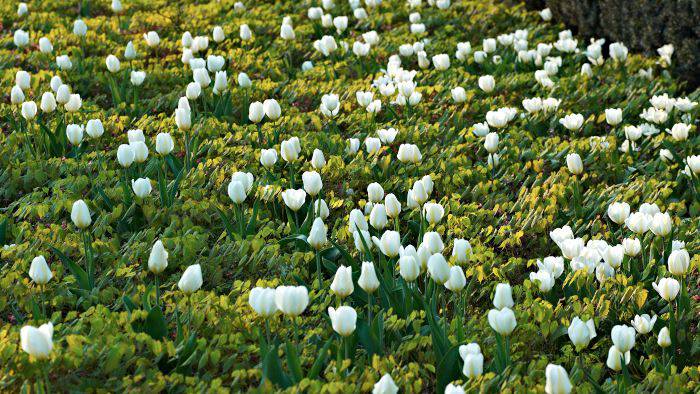 Kejsartulpan, Tulipa ‘Purissima’