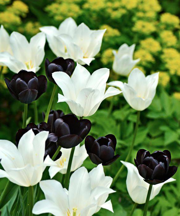 Tulipa ‘White Triumphator’ och ‘Queen of Night’