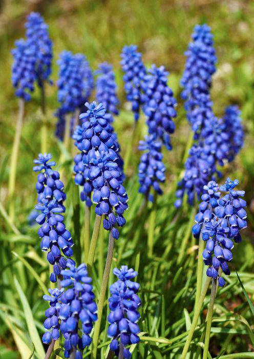 Pärlhyacint, Muscari botryoides
