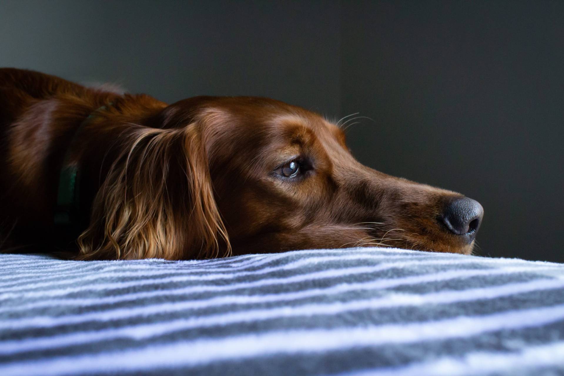 Trött hund